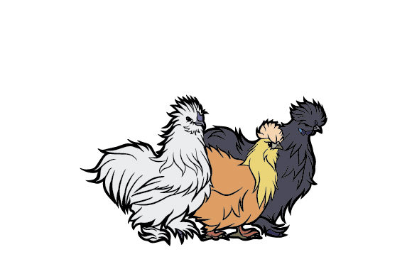 Silkie Chicken Trio