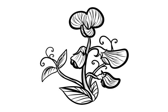 Sweet Pea Flower, Line Art